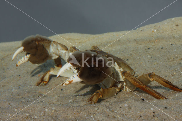 Chinese wolhandkrab (Eriocheir sinensis)