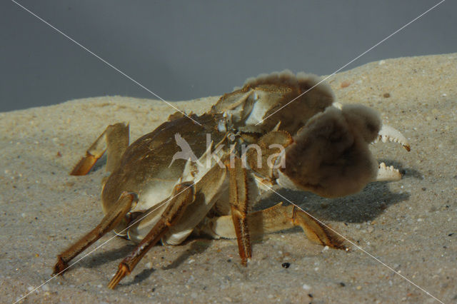 Chinese wolhandkrab (Eriocheir sinensis)