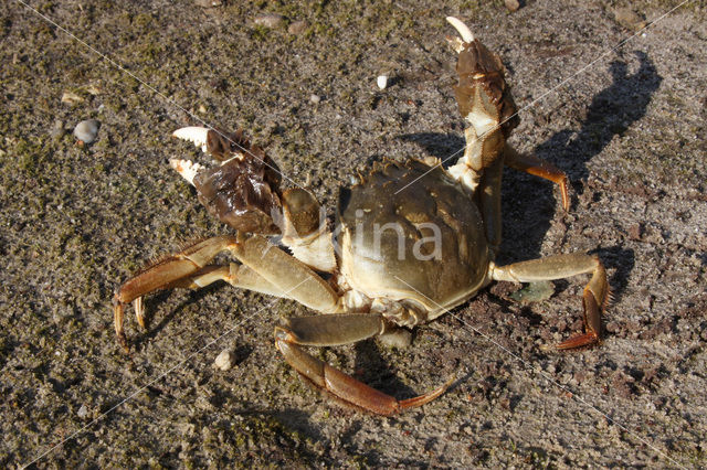 Chinese wolhandkrab (Eriocheir sinensis)