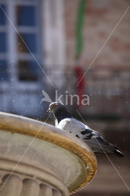 Duif (Columba spec.)