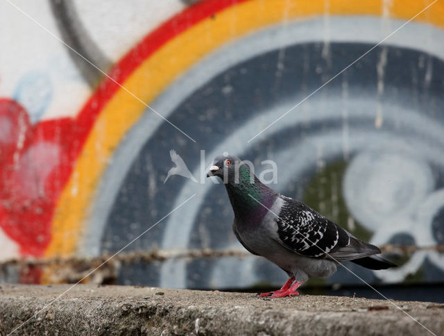 Duif (Columba spec.)