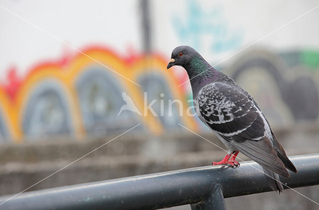 Duif (Columba spec.)