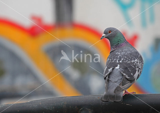 Duif (Columba spec.)