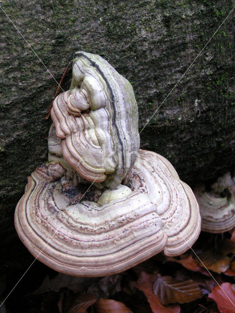 Echte tonderzwam (Fomes fomentarius)