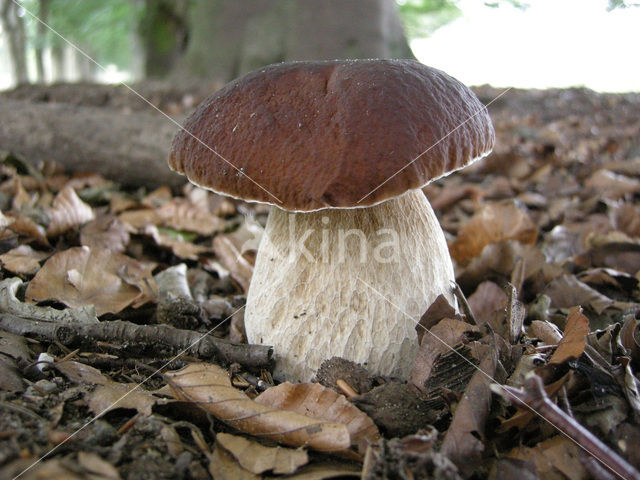 Eekhoorntjesbrood (Boletus edulis)