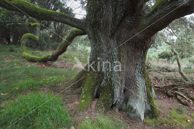 Eik (Quercus)