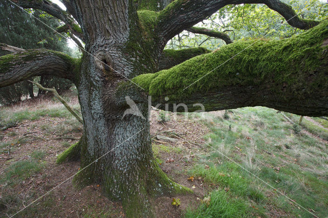 Eik (Quercus)