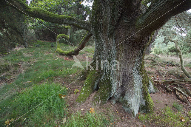 Eik (Quercus)