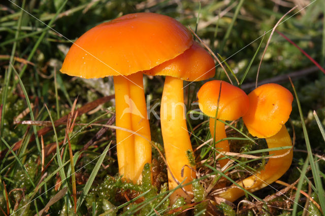 Elfenwasplaat (Hygrocybe ceracea)