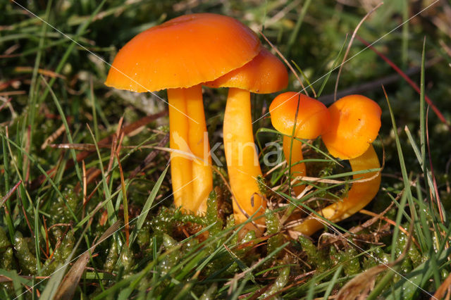 Elfenwasplaat (Hygrocybe ceracea)