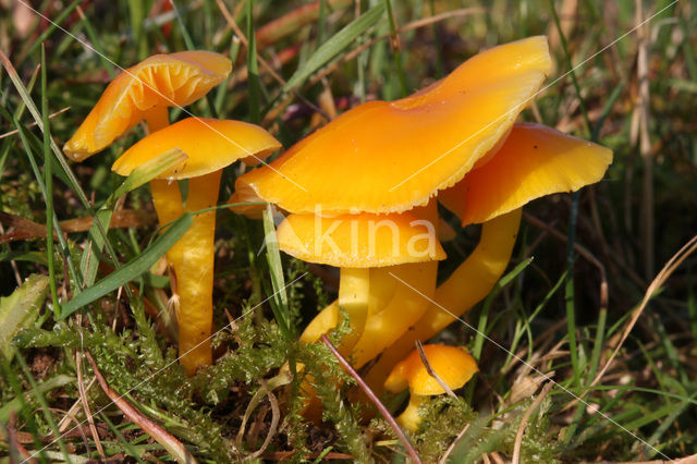 Elfenwasplaat (Hygrocybe ceracea)