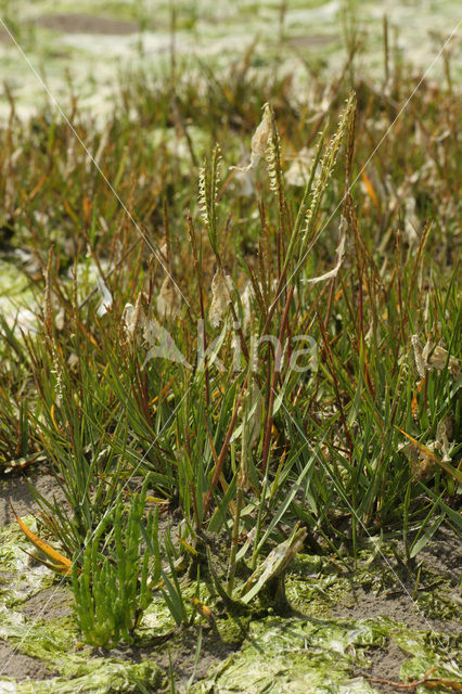 Engels slijkgras (Spartina anglica)