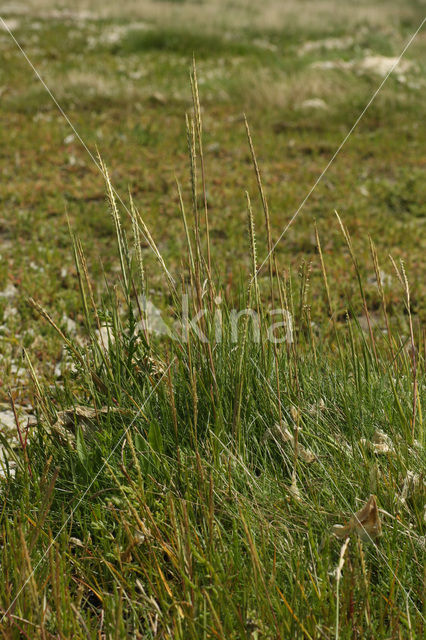 Engels slijkgras (Spartina anglica)