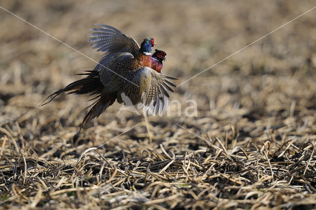 Ring-necked Pheasant (Phasianus colchicus)