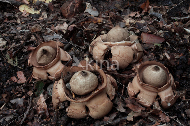 Gekraagde aardster (Geastrum triplex)