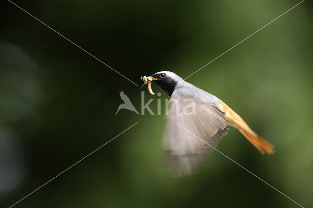 Common Redstart (Phoenicurus phoenicurus)