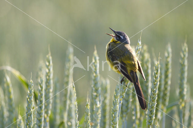 Yellow wagtail (Motacilla flava flava)