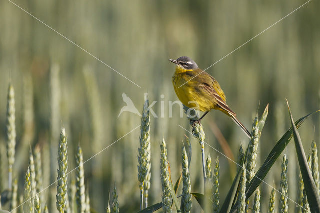 Gele Kwikstaart (Motacilla flava flava)