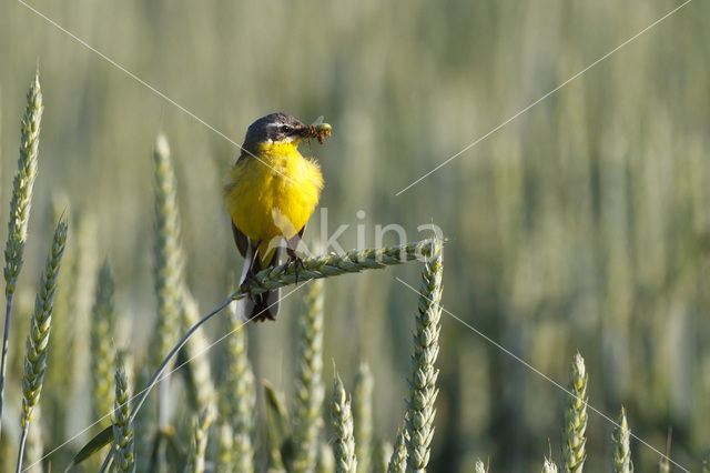 Gele Kwikstaart (Motacilla flava flava)