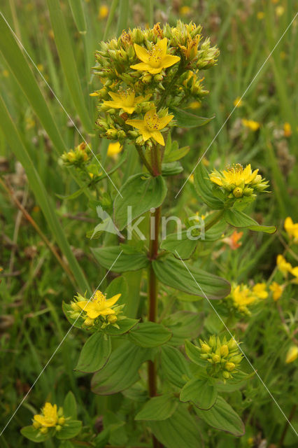 Gevleugeld hertshooi (Hypericum tetrapterum)