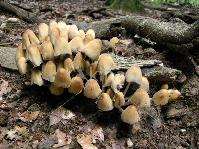 Gewone glimmerinktzwam (Coprinus micaceus)