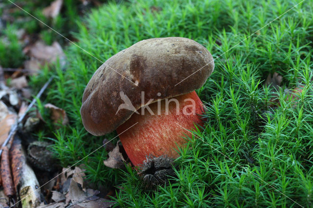 Gewone Heksenboleet (Boletus erythropus)