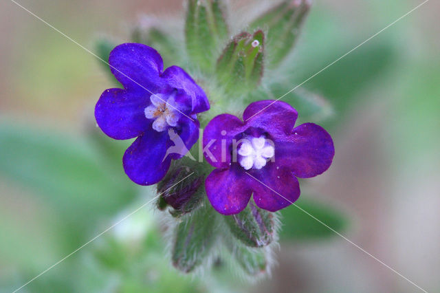 Gewone ossentong (Anchusa officinalis)