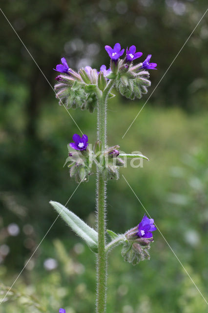 Gewone ossentong (Anchusa officinalis)