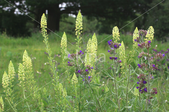 Gewone ossentong (Anchusa officinalis)