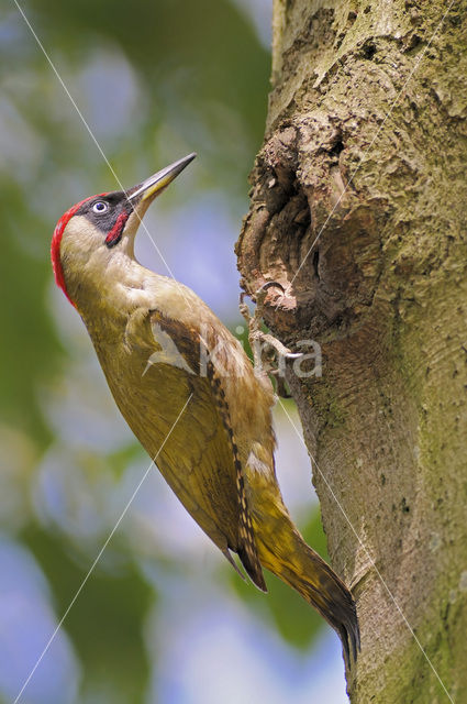 Groene Specht (Picus viridis)