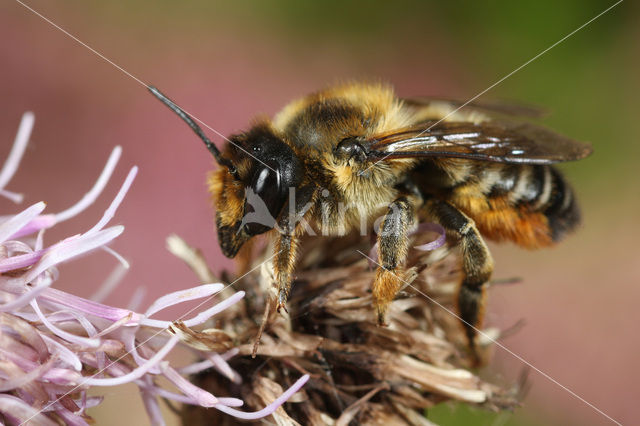 Grote bladsnijder (Megachile willughbiella)