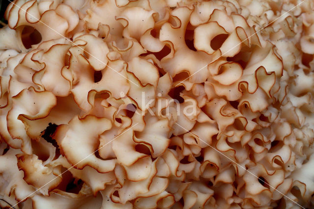 Wood Cauliflower (Sparassis crispa)