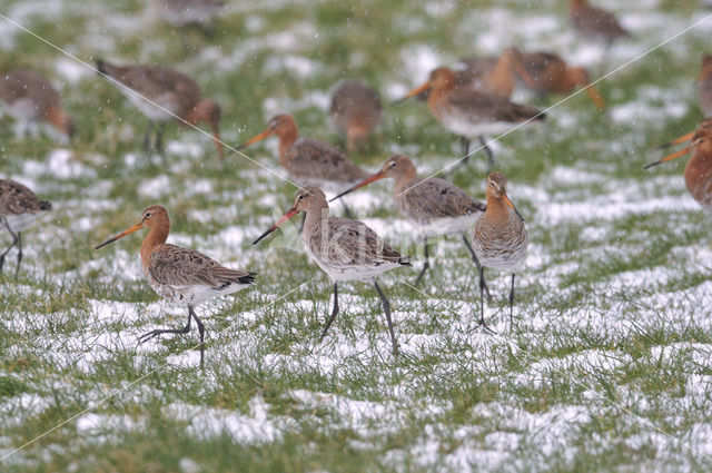 Grutto (Limosa limosa)