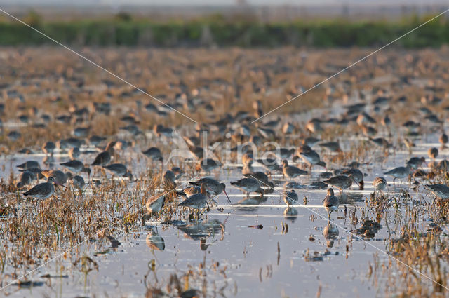 Grutto (Limosa limosa)