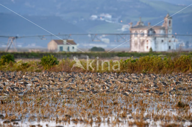 Grutto (Limosa limosa)