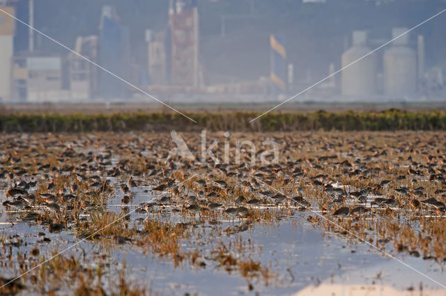 Grutto (Limosa limosa)