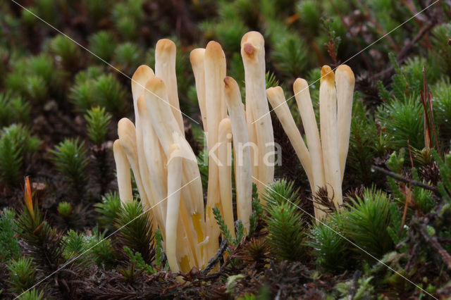 Moor Club (Clavaria argillacea)