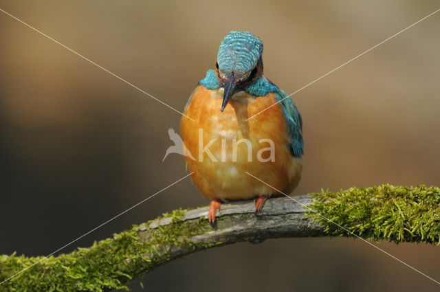 IJsvogel (Alcedo atthis)