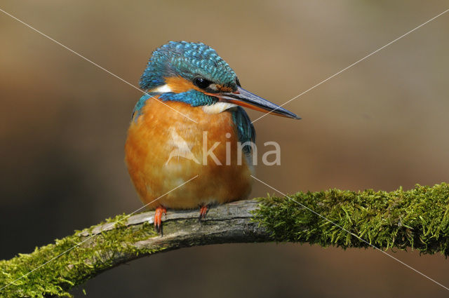 IJsvogel (Alcedo atthis)