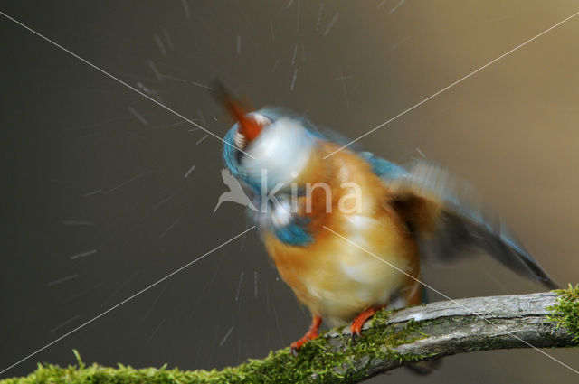 IJsvogel (Alcedo atthis)