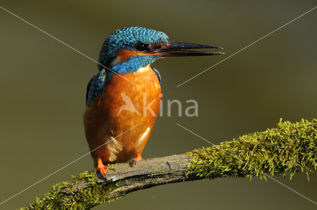 IJsvogel (Alcedo atthis)