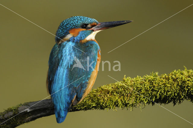 IJsvogel (Alcedo atthis)