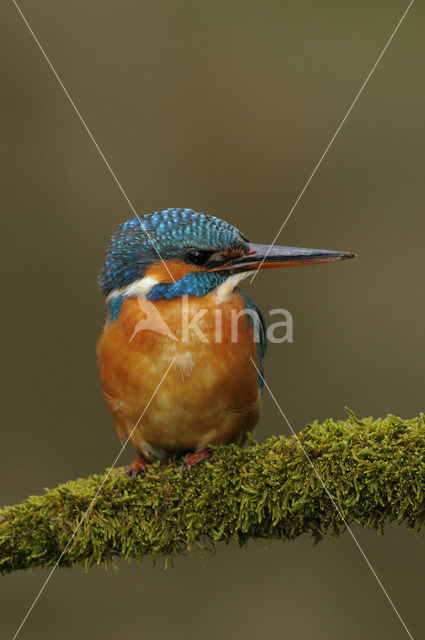 IJsvogel (Alcedo atthis)