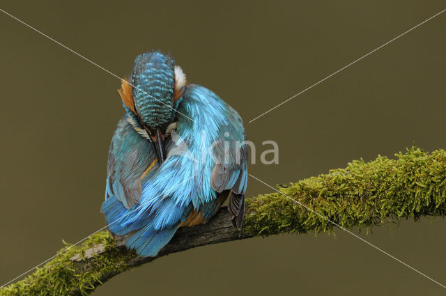 IJsvogel (Alcedo atthis)