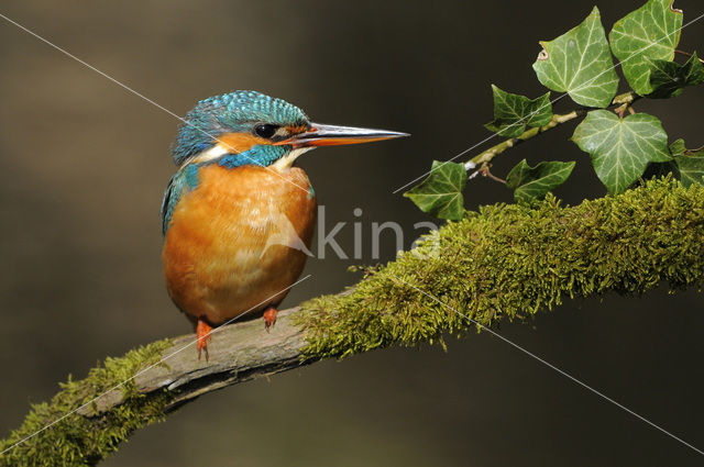 IJsvogel (Alcedo atthis)