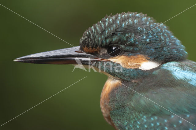 IJsvogel (Alcedo atthis)