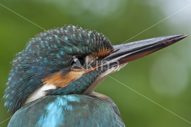 IJsvogel (Alcedo atthis)