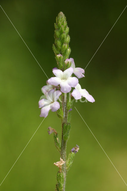 IJzerhard (Verbena officinalis)