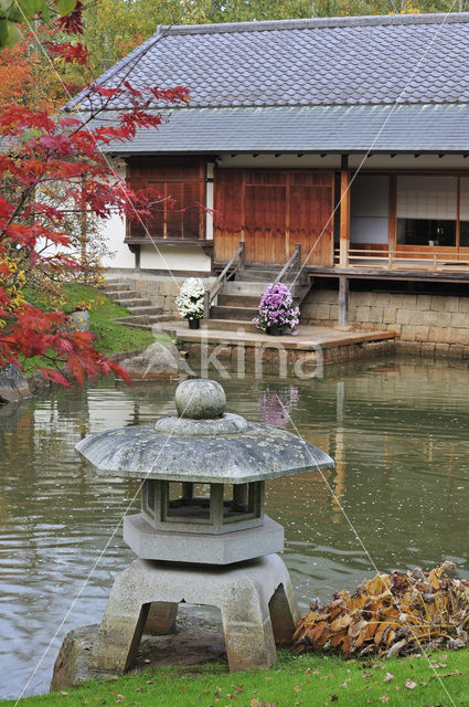 Japanse esdoorn (Acer japonicum )