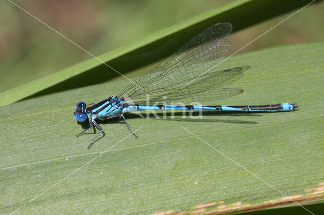 Kanaaljuffer (Erythromma lindenii)